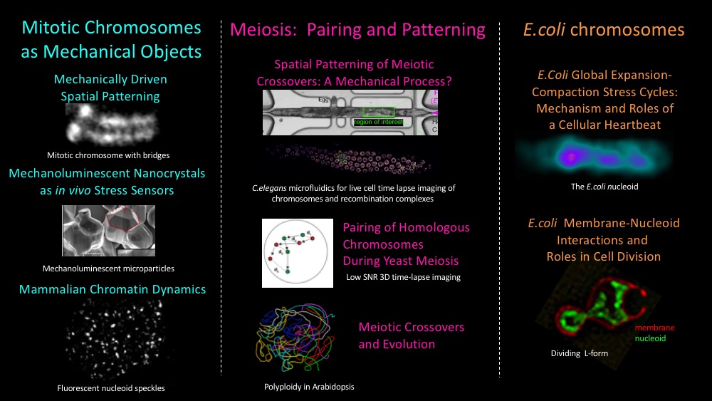 Kleckner Lab Research