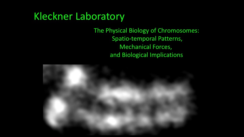 Kleckner Lab